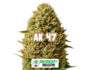 Inflorescence résineuse de la variété AK 47 de Sensoryseeds