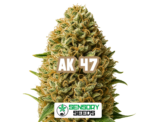 Inflorescence résineuse de la variété AK 47 de Sensoryseeds