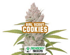 Inflorescence résineuse de la variété Girl Scout Cookiesde Sensoryseeds
