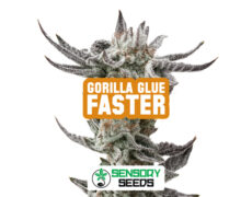 Inflorescence résineuse de la variété Gorilla Glue Faster de Sensoryseeds