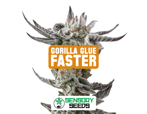 Inflorescence résineuse de la variété Gorilla Glue Faster de Sensoryseeds