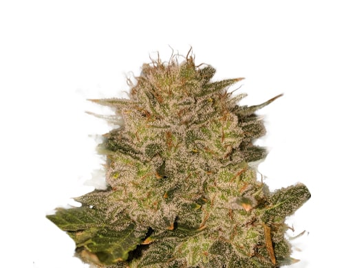 Comment cultiver au mieux des graines de cannabis autoflorissantes