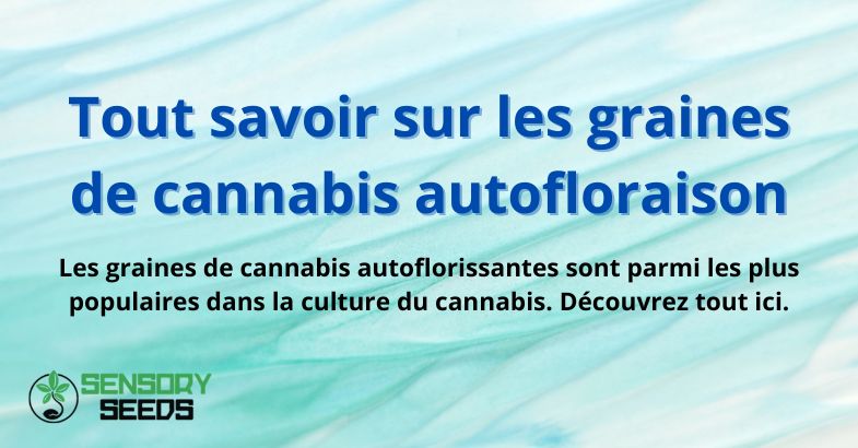 Tout savoir sur les graines de cannabis autofloraison