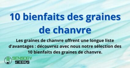 10 bienfaits des graines de chanvre