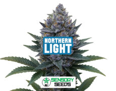 Inflorescence résineuse de la variété Northern Light de Sensoryseeds
