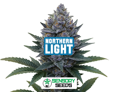 Inflorescence résineuse de la variété Northern Light de Sensoryseeds