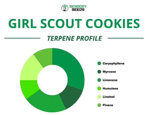 Graphique circulaire du profil terpénique de la variété Girl Scout Cookies