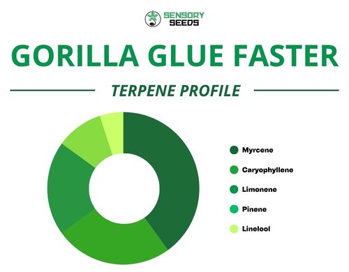 Graphique circulaire du profil terpénique de la variété Gorilla Glue Faster