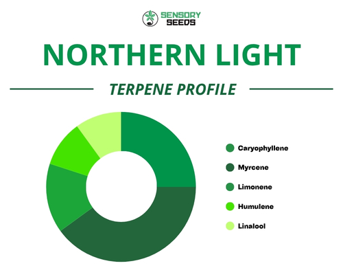 Graphique circulaire du profil terpénique de la variété Northern Light