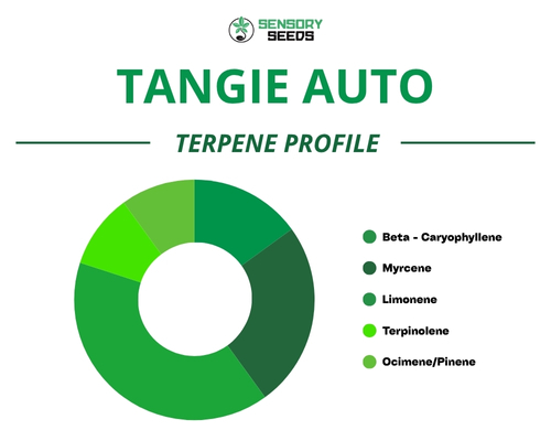 Graphique circulaire du profil terpénique de la variété Tangie Auto
