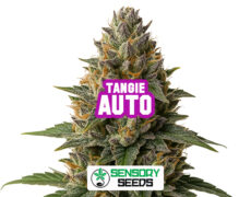 Inflorescence résineuse de la variété Tangie Auto de Sensoryseeds
