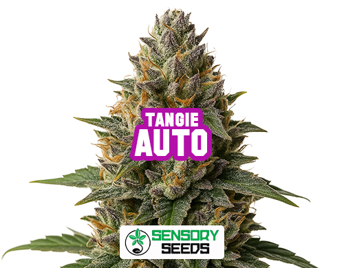 Inflorescence résineuse de la variété Tangie Auto de Sensoryseeds