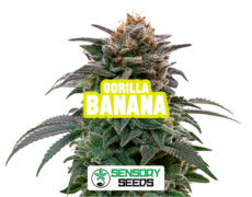 Inflorescence résineuse de la variété Gorilla Banana de Sensoryseeds