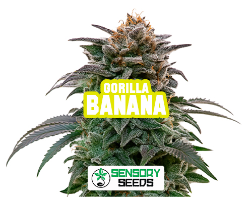 Inflorescence résineuse de la variété Gorilla Banana de Sensoryseeds
