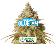 Inflorescence résineuse de la variété Gorilla Glue #4 de Sensoryseeds