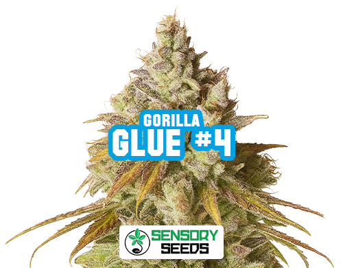 Inflorescence résineuse de la variété Gorilla Glue #4 de Sensoryseeds