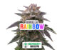 Inflorescence résineuse de la variété Gorilla Rainbow de Sensoryseeds