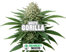 Inflorescence résineuse de la variété Gorilla White de Sensoryseeds