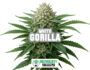 Inflorescence résineuse de la variété Gorilla White de Sensoryseeds