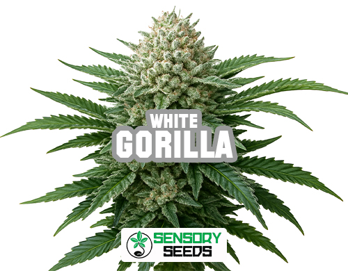 Inflorescence résineuse de la variété Gorilla White de Sensoryseeds