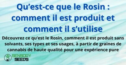 Qu’est-ce que le Rosin : comment il est produit et comment il s’utilise