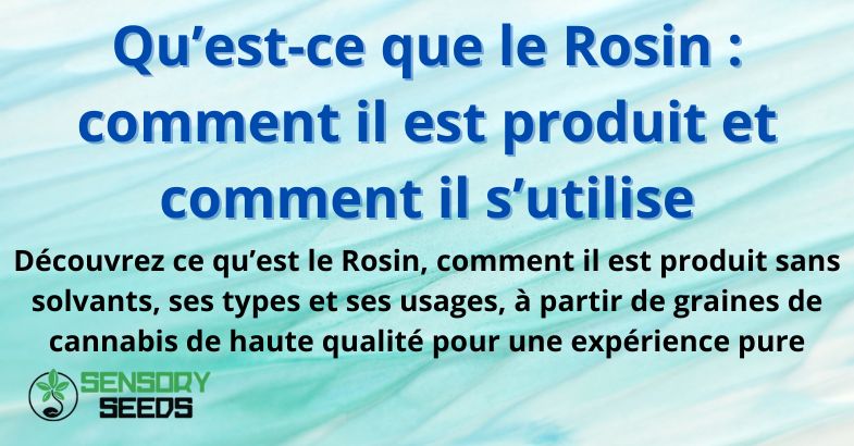 Qu’est-ce que le Rosin : comment il est produit et comment il s’utilise