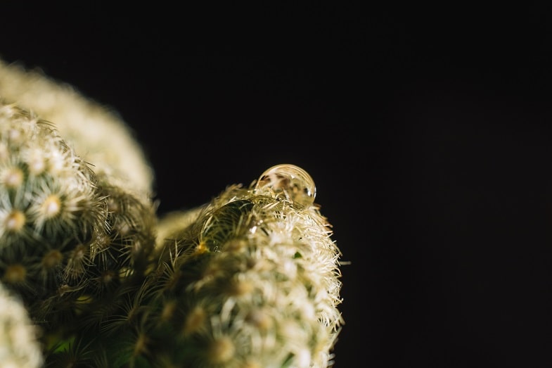 Les différents types de Rosin