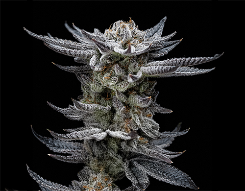 Plante de Gorilla Glue Auto