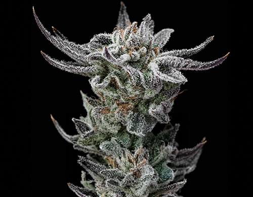 Plante de Gorilla Glue Faster