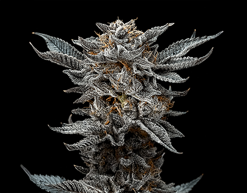 Plante de Gorilla Glue Fem