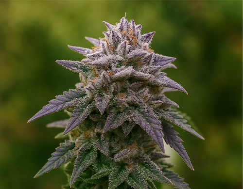 Plante Gorilla Rainbow cultivée en extérieur en floraison