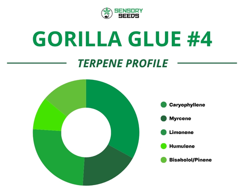 Graphique circulaire du profil terpénique de la variété Gorilla Glue #4