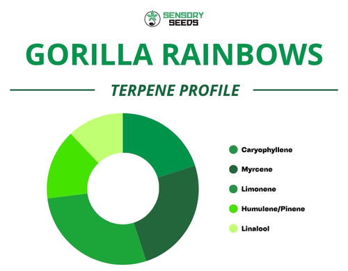 Graphique circulaire du profil terpénique de la variété Gorilla Rainbow