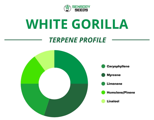 Graphique circulaire du profil terpénique de la variété Gorilla White