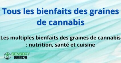 Tous les bienfaits des graines de cannabis