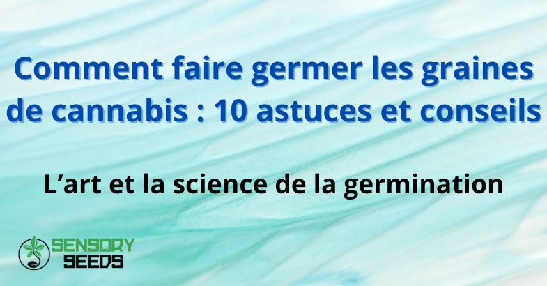 Comment faire germer les graines de cannabis