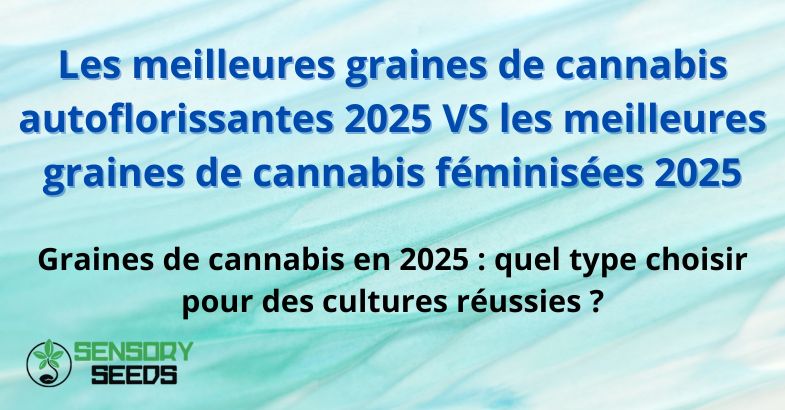 graines de cannabis autoflorissantes VS graines de cannabis féminisées