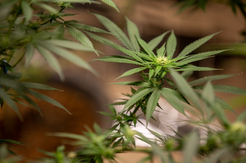 Qu’est-ce que le cannabis Ruderalis ?