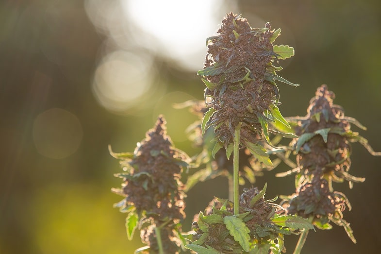 Les avantages du cannabis Ruderalis