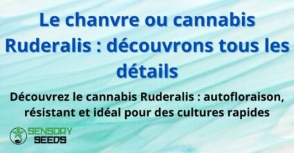 le-cannabis-ruderalis Le chanvre ou cannabis Ruderalis : découvrons tous les détails