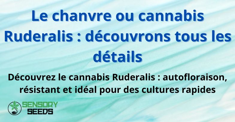 Le chanvre ou cannabis Ruderalis : découvrons tous les détails
