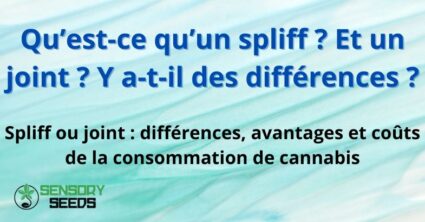 Qu’est-ce qu’un spliff ? Et un joint ?