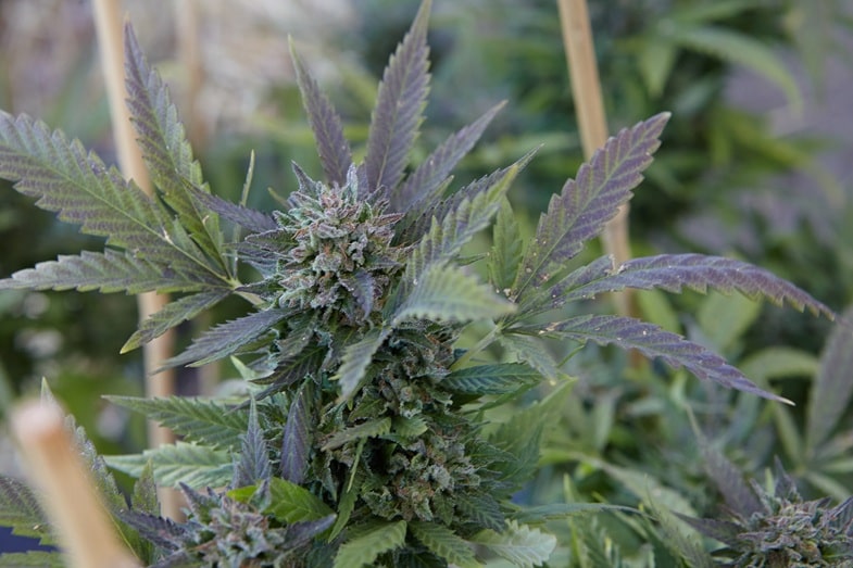 bienfaits-cannabis-sativa Bienfaits du Cannabis Sativa