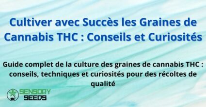 cultiver-graines-de-cannabis-thc Cultiver avec Succès les Graines de Cannabis THC