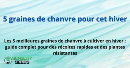 graines-chanvre-pour-l-hiver 5 graines de chanvre pour cet hiver