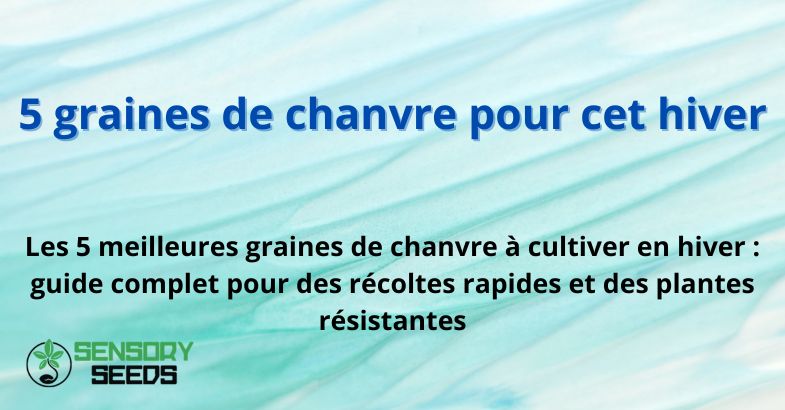 5 graines de chanvre pour cet hiver