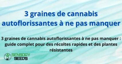 graines-de-cannabis 3 graines de cannabis autoflorissantes à ne pas manquer