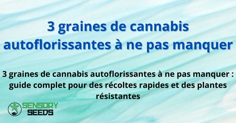 3 graines de cannabis autoflorissantes à ne pas manquer