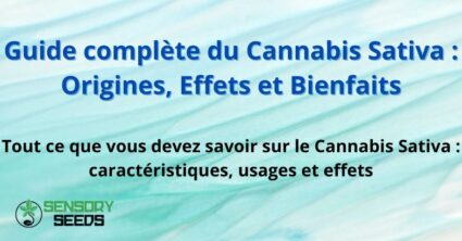 guide-complete-de-cannabis Guide complète du Cannabis Sativa : Origines, Effets et Bienfaits