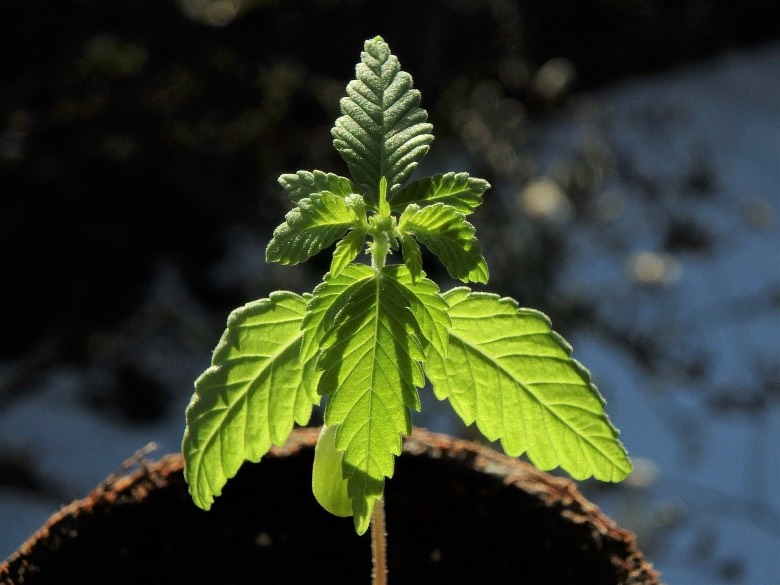 le-cannabis-sativa Caractéristiques du Cannabis Sativa